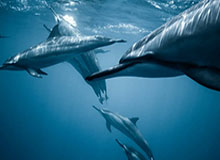 主持人在今日凌晨遭遇秘闻出乎意料，樱桃视频全网炸锅，详情发现